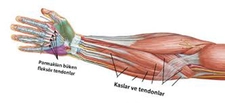 Fleksör Tendon Belirtileri ve Tedavisi