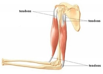 Tendon Özellikleri ve Faydaları Nelerdir?