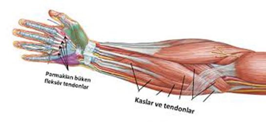 fleksor tendon belirtileri ve tedavisi